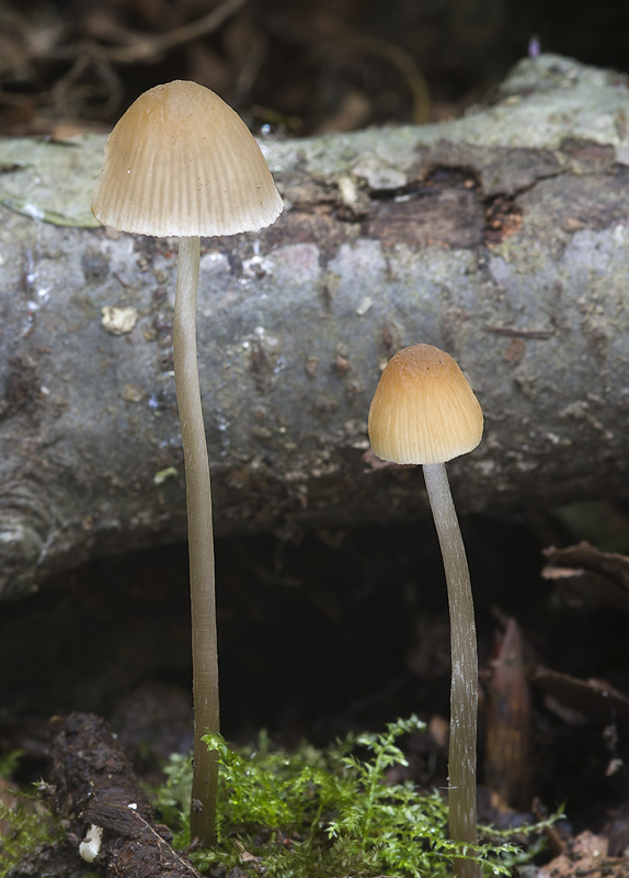 Psathyrella corrugis